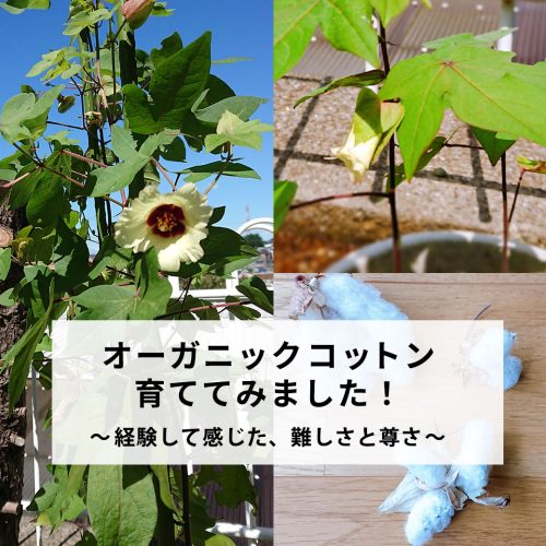 オーガニックコットンを育ててみました！～経験して感じた、難しさと尊さ～